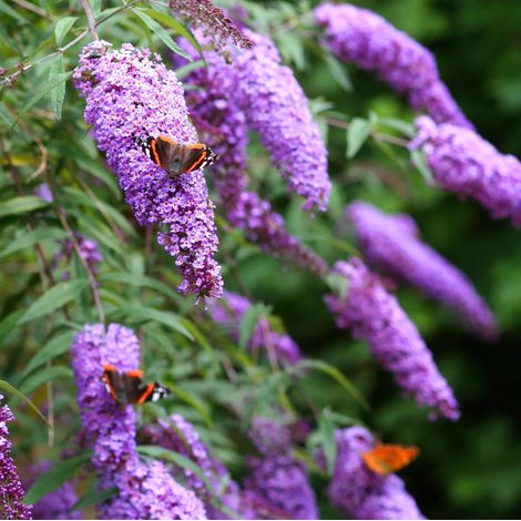 Buddleia davidii Lilla Nanho Blue Albero delle Farfalle Buddleja in vaso ø19 h 1 Metro Circa (1/5)