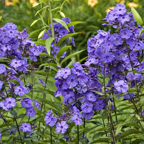 4 x Phlox paniculé 'Blue Paradise' - godet 9x9 cm (1/5)