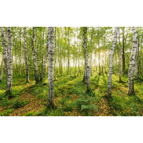 Papier peint panoramique naturel,romantique Bouleaux (1/4)