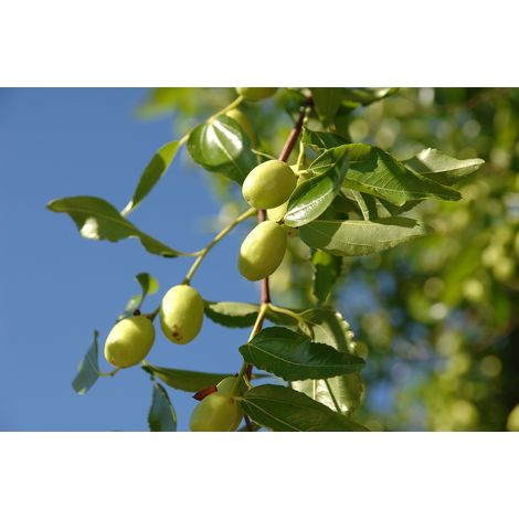 �rbol de Azufaifo Ziziphus Jujuba en Maceta de 120/130 Cm de Altura