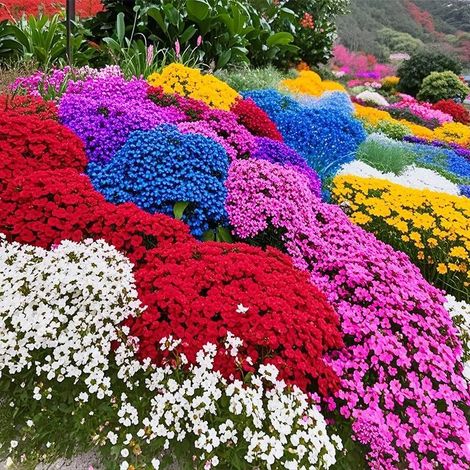 Graines de Thym – 10000 graines pour jardin, balcon et terrasse, herbes aromatiques faciles et parfumées, Multicolore (1/5)