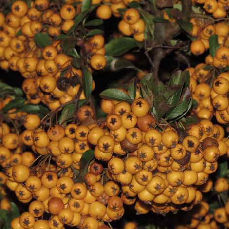 Buisson ardent Soleil d'Or, Pyracantha/Pot de 7,5L - 100/150 cm (1/2)