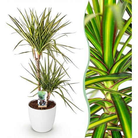 Dracaena Sunray Arbre à Dragon Plante d'Intérieur Bicolore Vert et Jaune 90-100 cm avec Pot Blanc - PANGIVO (1/5)