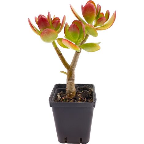 Crassula ovata - albero di Giada - vaso quadro 7x7x8 cm