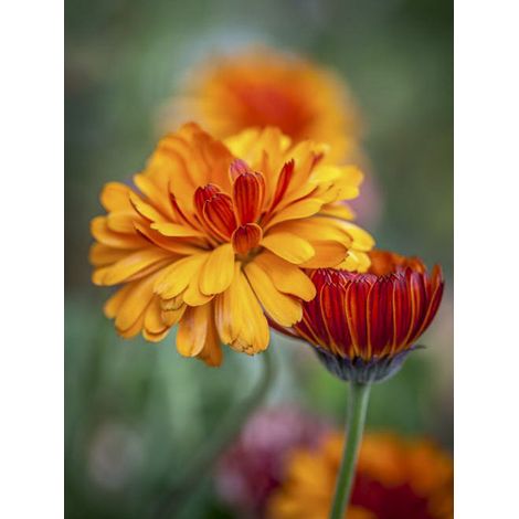 Souci des jardins 'Indian Prince' le sachet de 250 graines (2g) (1/2)