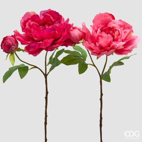EDG Ramo Peonia Real Con Bocciolo Fuscia Scuro H 54 (1/3)