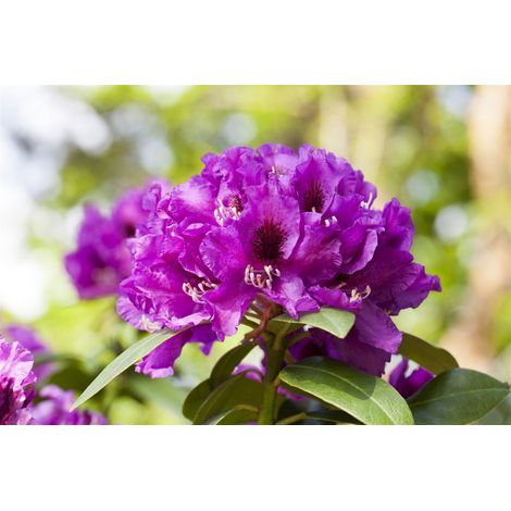 Rhododendron-Hybride 'Rasputin' Rhododendron Hybr.'Rasputin' C 7,5 40- 50 (1/3)