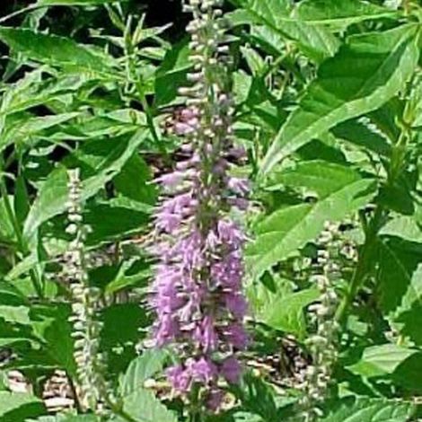 Menthe en arbre - Elsholtzia stauntonii  - 30-40 cm pot (1/4)