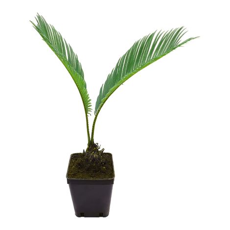 Palma giapponese Cicas "Cycas revoluta" pianta in vaso 9 cm