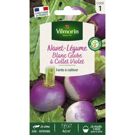 Navet-Légume Blanc Globe à collet violet Vilmorin (1/2)