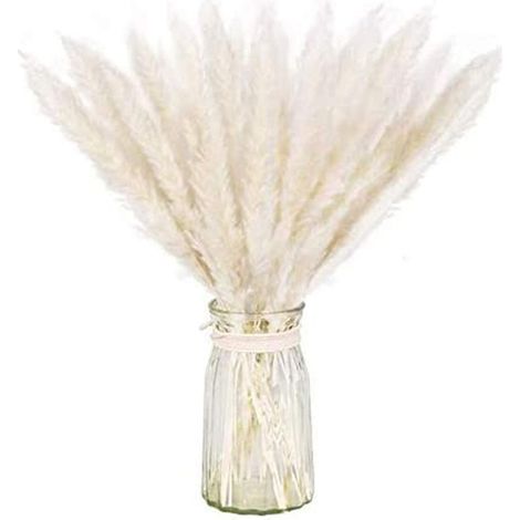 Paquet séché naturel d'herbe de pampa sèche pour la décoration intérieure 30pcs blanc (1/5)