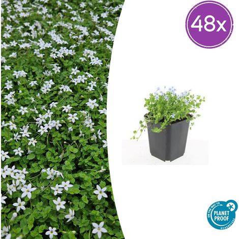 Lot de 48 Isotoma fluviatilis 'Alba' Couvre-sol à Fleurs Blanches Pot Ø9cm H10-25cm - PANGIVO (1/5)