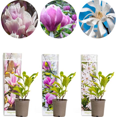 3x Magnolia Mix – Magnolia – Arbuste – Facile d’entretien – ⌀9 cm – 20-25 cm