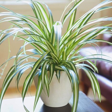 CHLOROPHYTUM COMOSUM VITATUM VARIEGATO IN BASKET DA 21CM