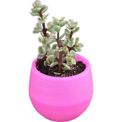 Miniatur-Blumentopf für Sukkulenten-Setzlinge – Gartenkübel für Balkon oder Terrasse – Rot (1/2)