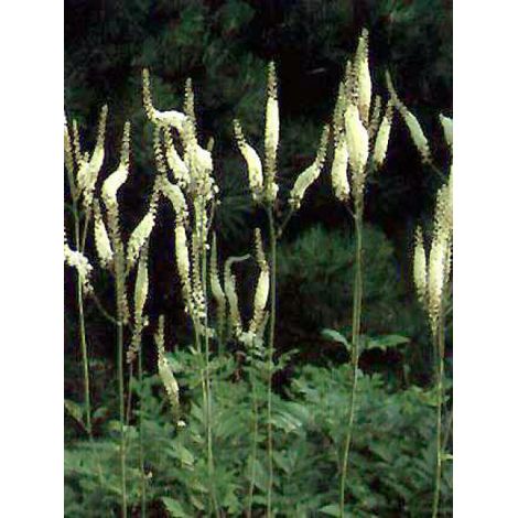 Bugbane 'White Pearl' Godet de 8/9 cm