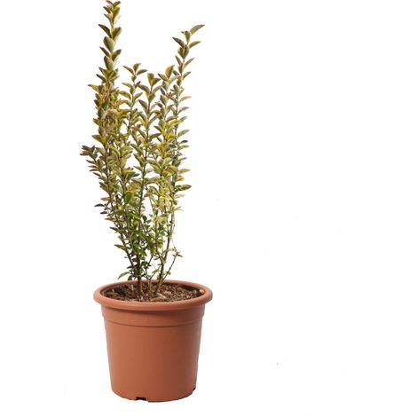 Ligustrum Japonicum Ovalifolium Aurea - Ligustro Piante da Esterno Vere - H 60/80 cm Vaso Ø 18 cm