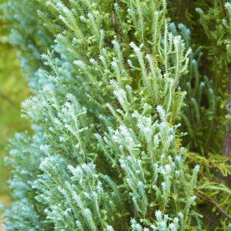 Genévrier des Rocheuses Blue Arrow - Juniperus scopulorum Blue Arrow 125/135cm (1/4)