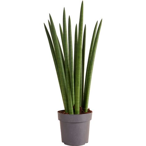Bloomique - Sansevieria Straight - Langue de belle-mère - Plante d'intérieur - Facile d'entretien - Hauteur 40-60 cm - Pot 17 cm (1/5)