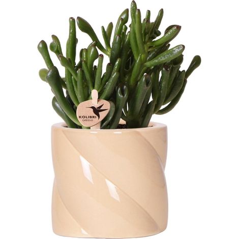 Plante Succulente Crassula avec Pot en Céramique Rond Candy Pêche Ø 9 cm Plante d'Intérieur - PANGIVO