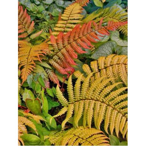 Dryopteris lepidopoda Godet de 8/9 cm (1/3)