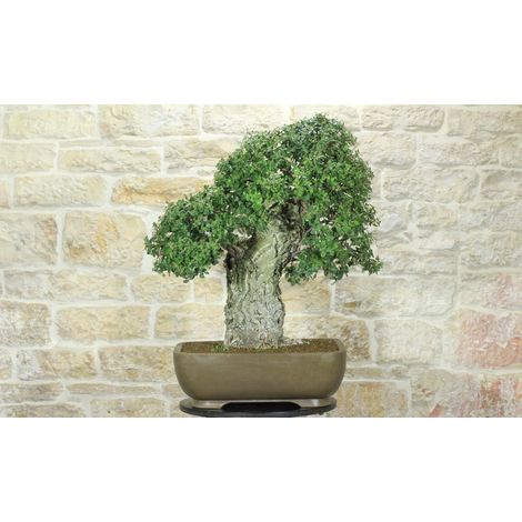 Bonsai di Quercia da Sughero (50)