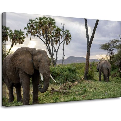 Leinwanddruck Tiere Elefanten Savanne 90x60 cm