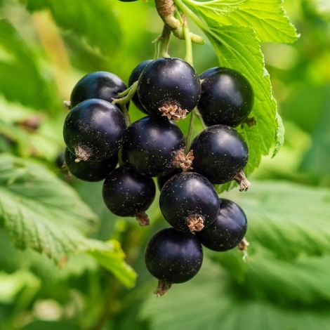 PIANTA DI RIBES in vaso 16/18 ( foto reali)-NERO