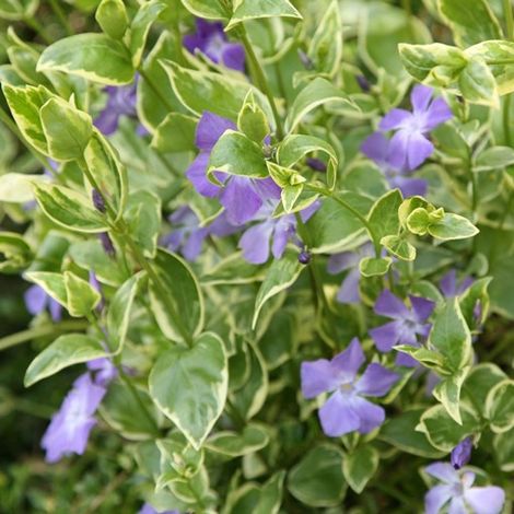 VINCA MAJOR VARIEGATA CLAYETTE VASCHETTA DA 6 PIANTINI IN VASETTI 9CM (1/2)