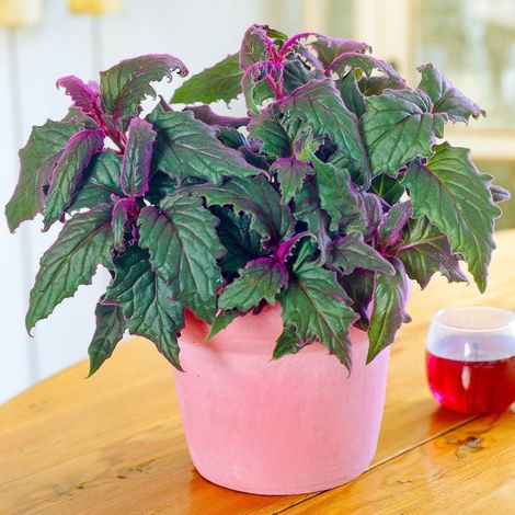 GYNURA PURPLE PASSION VASO 12CM (1/2)