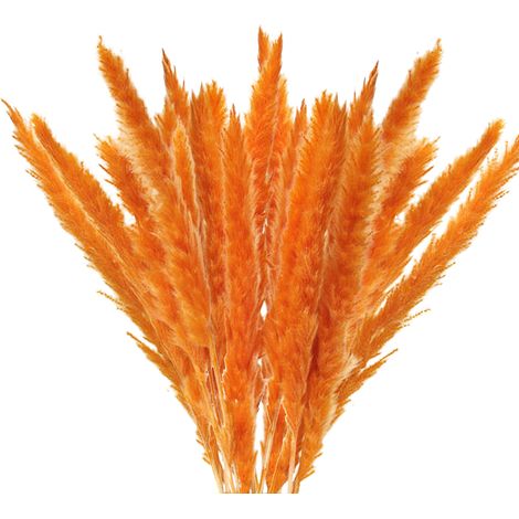 Bouquet de Graminées Pampa Séchées Naturelles, Fleurs Séchées Décoratives pour Déco Maison Bohème (1/3)