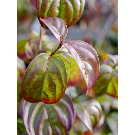 Cornouiller 'Blooming Pink Tetra' Pot de 7,5L/10L
