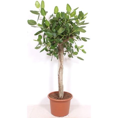 Ficus Benghalensis Luxe Plante Verte Décorative Intérieur - Hauteur 200 cm - PANGIVO