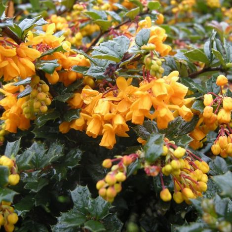 Épine-vinette - Berberis darwinii - 25-30 cm pot (1/5)
