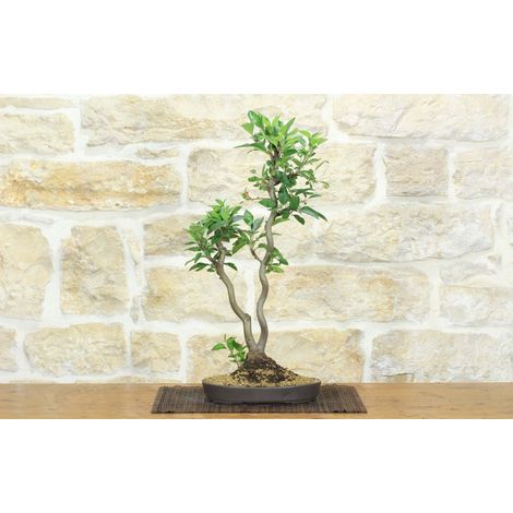 Bonsai di Melo da fiore (146) (1/5)