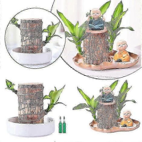 Souche de bois brésilien porte-bonheur mini-arbre à croissance rapide décoration de bureau et plante dépolluante - B (1/4)
