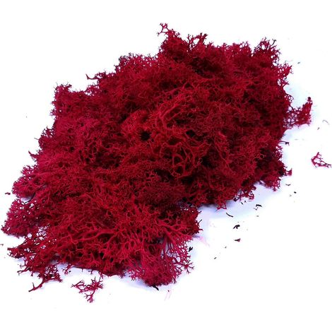 Lichene Rosso Muschio Nordico per Presepe in Busta da 100 Gr 10665 (1/3)
