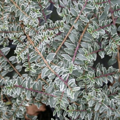 Chèvrefeuille à feuilles de buis 'Silver Beauty' - 25-30 cm pot