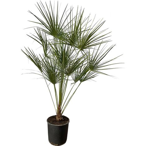 Palmier Nain Chamaerops Humilis sur Tronc - Plante d'Extérieur et Intérieur - Vert - 160 cm Ø24cm - PANGIVO