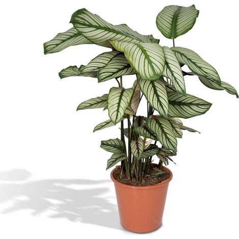 Calathea Whitestar Plante d’Intérieur Feuillage Réactif Vert Pot 19 cm Hauteur 50 cm - PANGIVO (1/5)