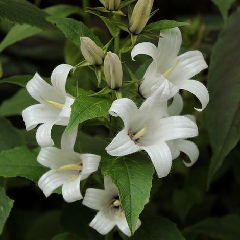 4 x Campanule à fleurs laiteuses 'White Pouffe' - godet 9x9 cm (1/4)