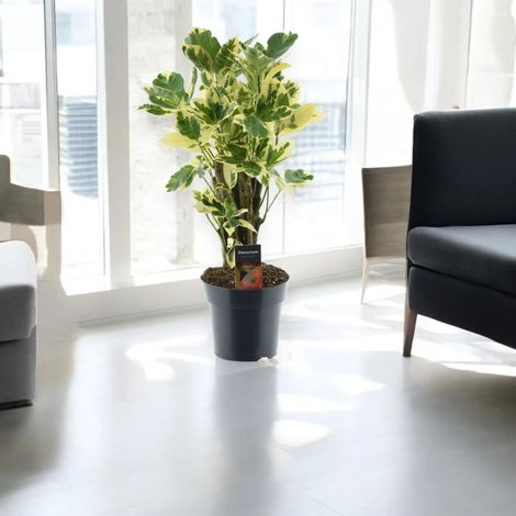 Gardenaria Codiaeum variegatum 'Eburneum' - Pianta da interno ornamentale - Altezza: 50 cm (vaso 17) (1/5)