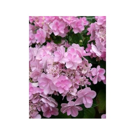 Hortensia 'You and Me Forever'® Pot de 2L/3L (1/2)