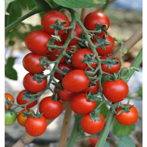 Tomate Cerise Retombante 100 pcs – Fruits Sucrés – Balcon Suspendu (1/5)