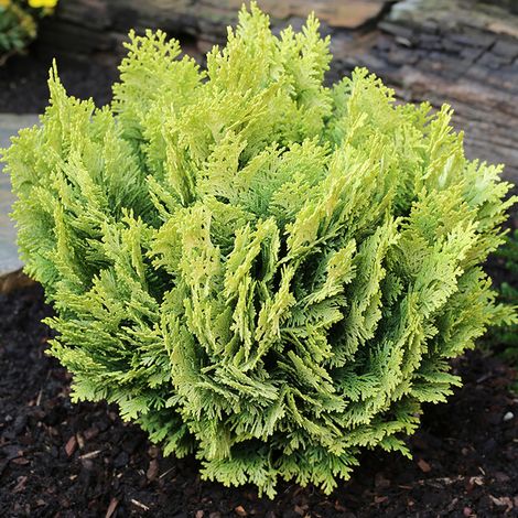 Cyprès de Lawson 'Alumigold' Pot de 2L/3L