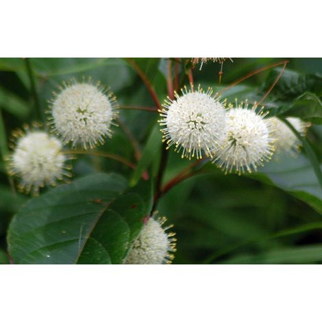 CEPHALANTHUS OCCIDENTALIS IN VASO 17CM (1/2)