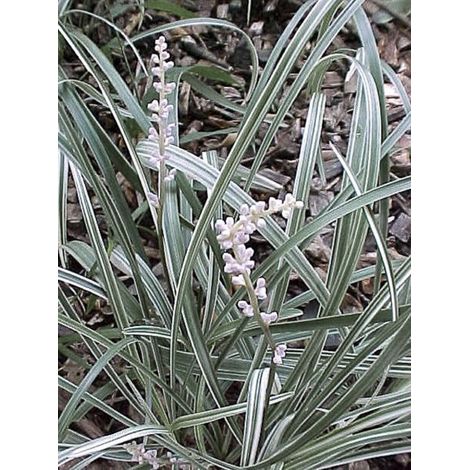 Liriope 'Silver Dragon' Godet de 8/9 cm