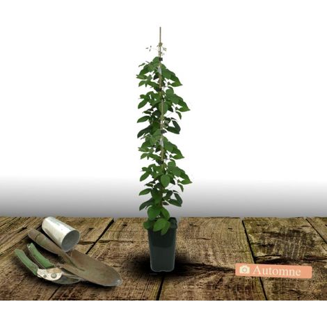 Clématite Sen No Kaze/Pot de 2L - Tuteur bambou 60/90 cm (1/3)