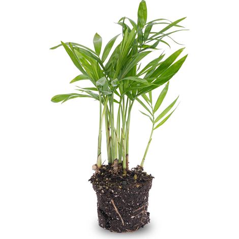 Palmier de Montagne Chamaedorea elegans - Plante d'Intérieur et Terrarium - Pot 6 cm - PANGIVO (1/4)