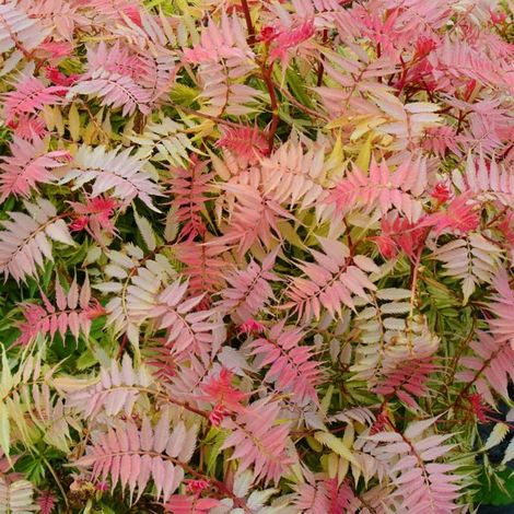 Pépinières Naudet – Fausse spirée à feuilles de sorbier – Arbuste caduc – Hauteur à maturité 1-2m – Fleurs blanches en été – Exposition ensoleillée (1/2)